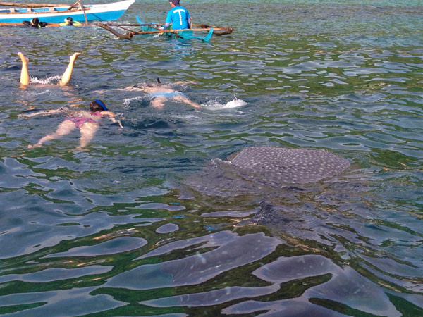 菲律宾苏米龙岛：人与鲸鲨亲密接触世界罕见地