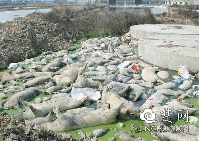 荆州一种猪场堆放数十头死猪 周边村民睡觉要戴口罩