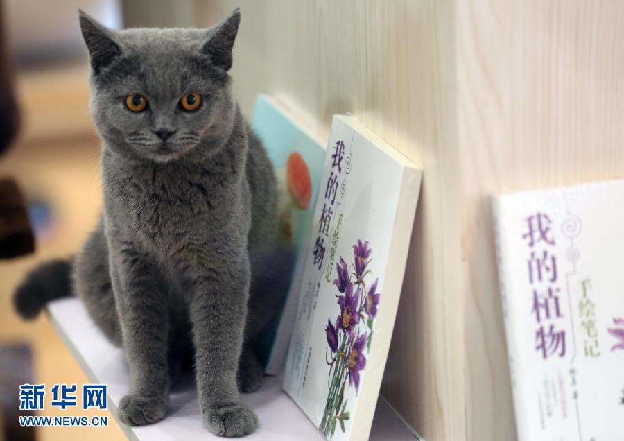 南京的“猫咪书店”开业受捧