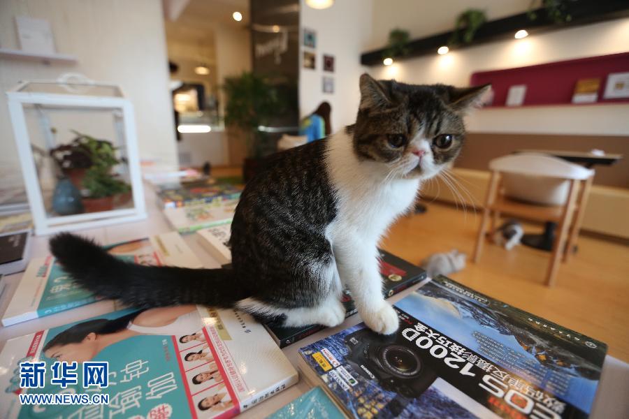 南京的“猫咪书店”开业受捧