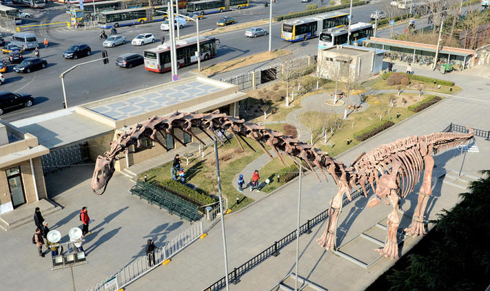 世界最大恐龙骨架在北京亮相 长约38米