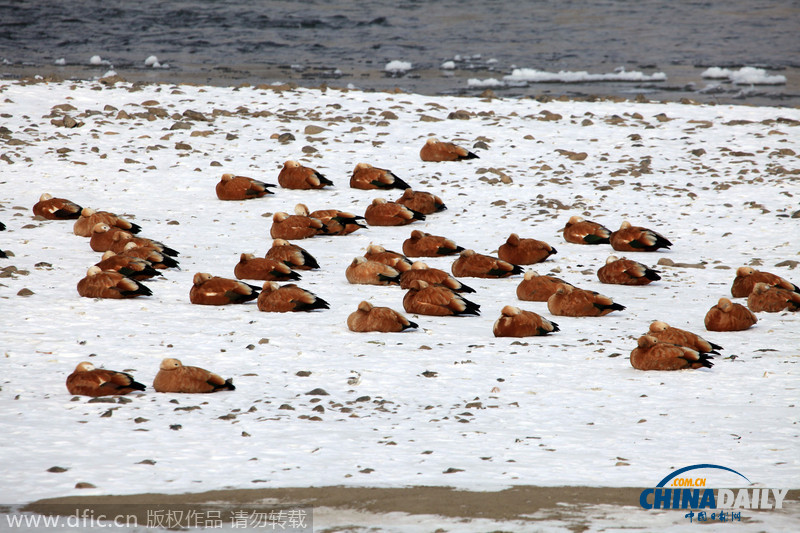 吉林三千野鸭松花江上越冬场面壮观