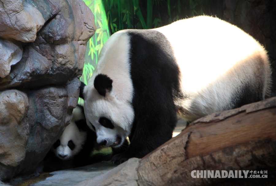 全球唯一熊猫三胞胎与母亲大团圆