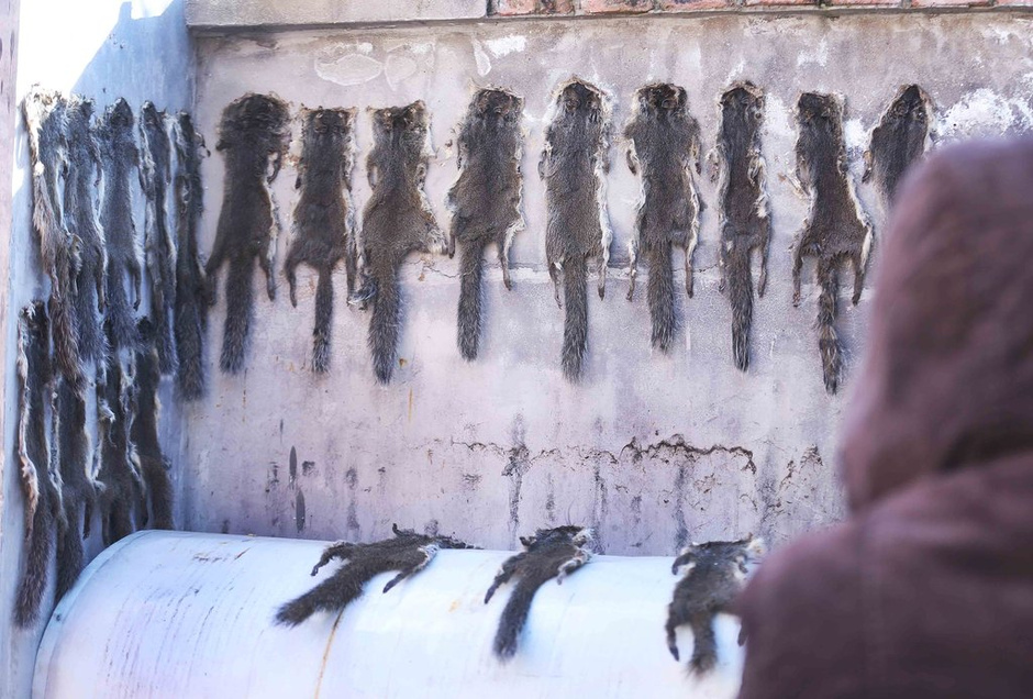农户剥皮卖保护动物 每年至少百余张