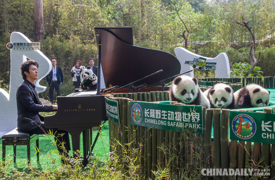 全球唯一大熊猫三胞胎名字公布 李云迪演奏钢琴献祝福