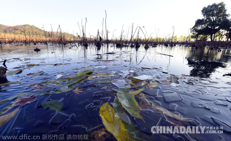 杭州遇大风降温天气 西湖水面结冰冻住秋色
