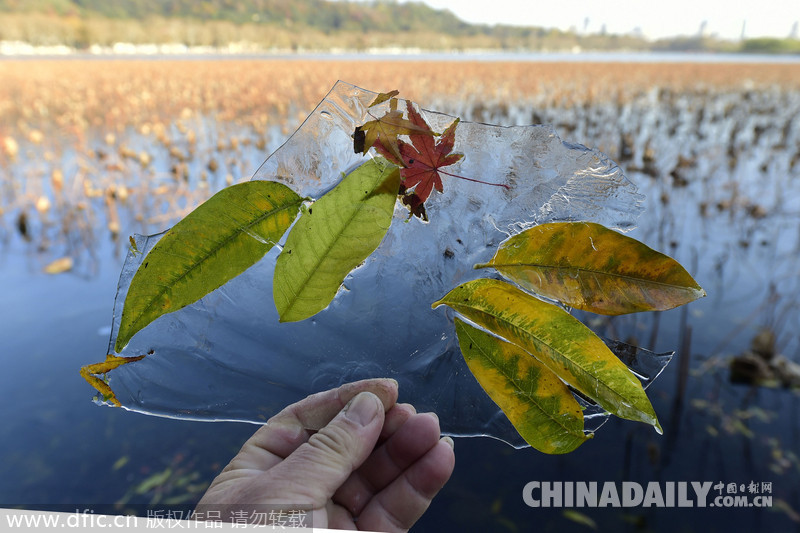 杭州遇大风降温天气 西湖水面结冰冻住秋色