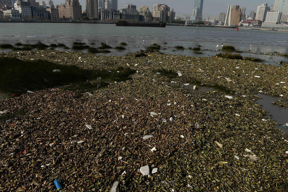 上海黄浦江滩涂现“壮观”垃圾带