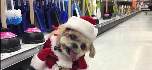 小狗穿圣诞老人服装逛街 超萌姿态走红网络