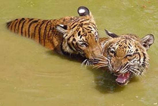 动物园两老虎企图逃跑 跑得不够快被抓回