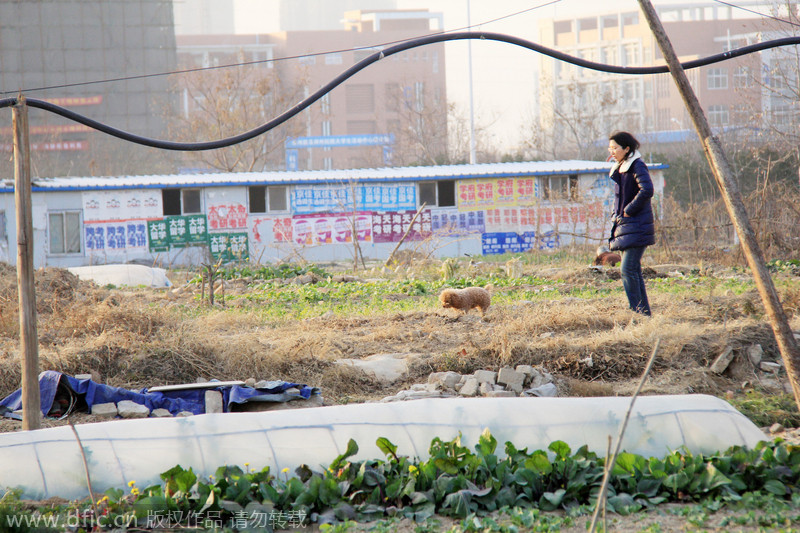 郑州高校规划足球场未建 教职工开荒变数十亩菜园