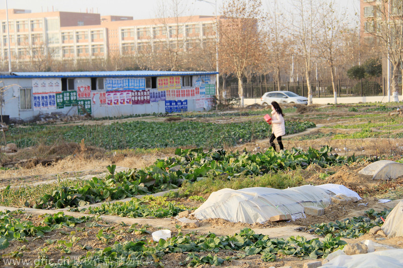 郑州高校规划足球场未建 教职工开荒变数十亩菜园