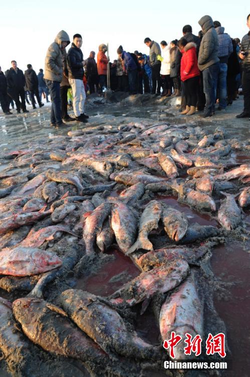 吉林查干湖冬捕单网出鱼10万斤 “头鱼”拍出36万元