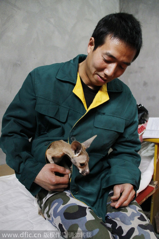 图片故事：袋鼠孤儿小米渣和它的饲养员奶爸