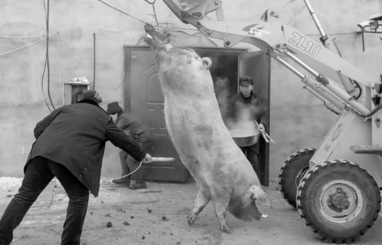长春村民动用铲车杀猪 大白猪两年长到735斤