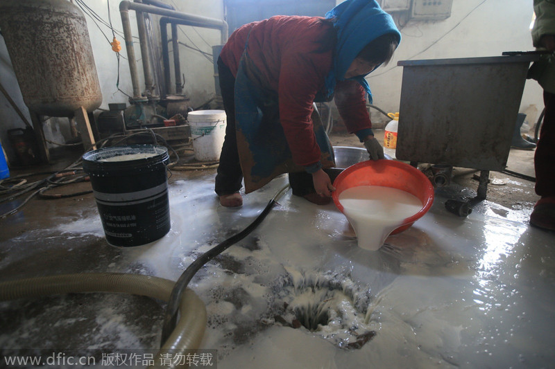 京冀地区牛奶滞销 奶农每天倒上千斤