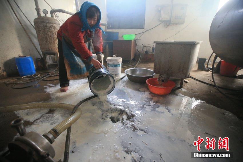 京冀地区牛奶滞销 奶农每天倒上千斤