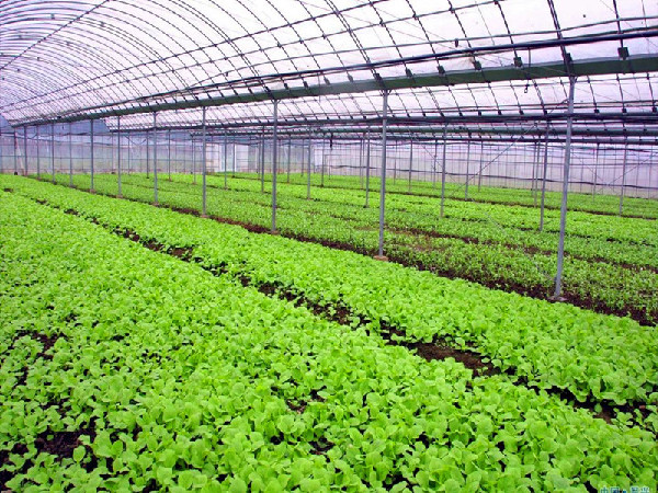 山东泰安岱岳区力加快发展现代农业