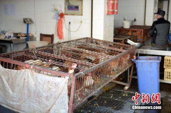 H7N9禽流感疫情再发 江苏苏州将暂停活禽交易