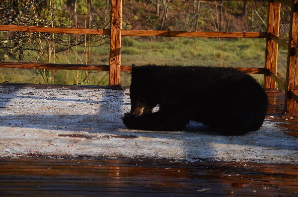 黑熊造访普洱太阳河国家公园，“冰天雪地”中萌态百出