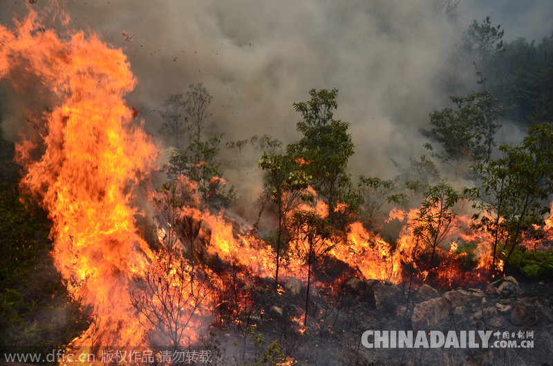 温岭多处山林大火蔓延 数百消防员上山全力扑火