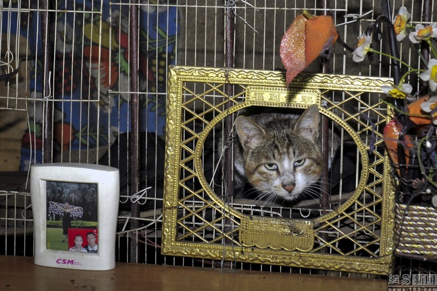 成都夫妇收养60只流浪猫狗