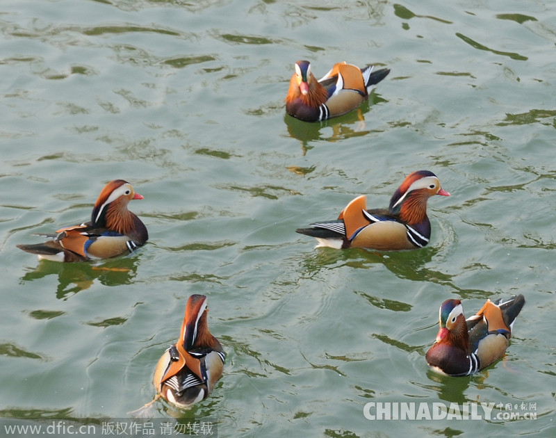 百余只鸳鸯栖息北京北海公园 “太液池”中戏水觅食引围观