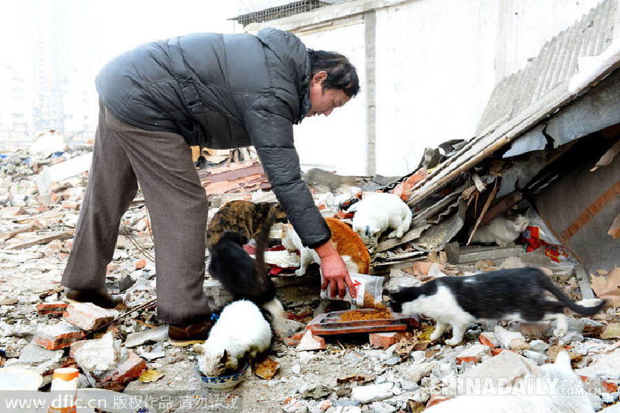 图片故事：退伍老海军喂养流浪猫4年成“猫爸爸”