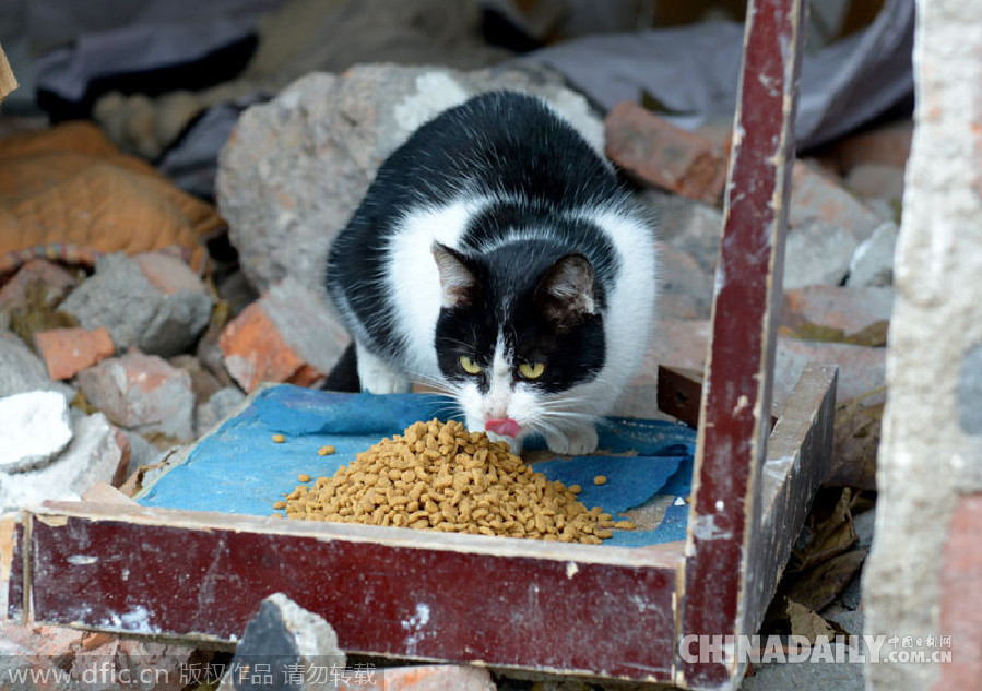 图片故事：退伍老海军喂养流浪猫4年成“猫爸爸”