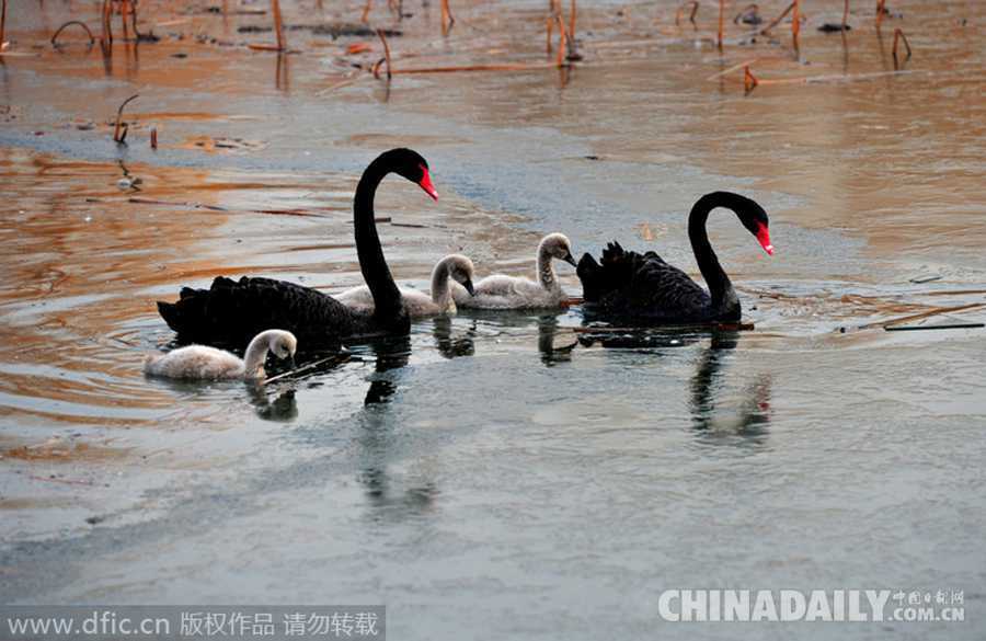 北京圆明园4只小天鹅满月 跟“妈妈”围食乐