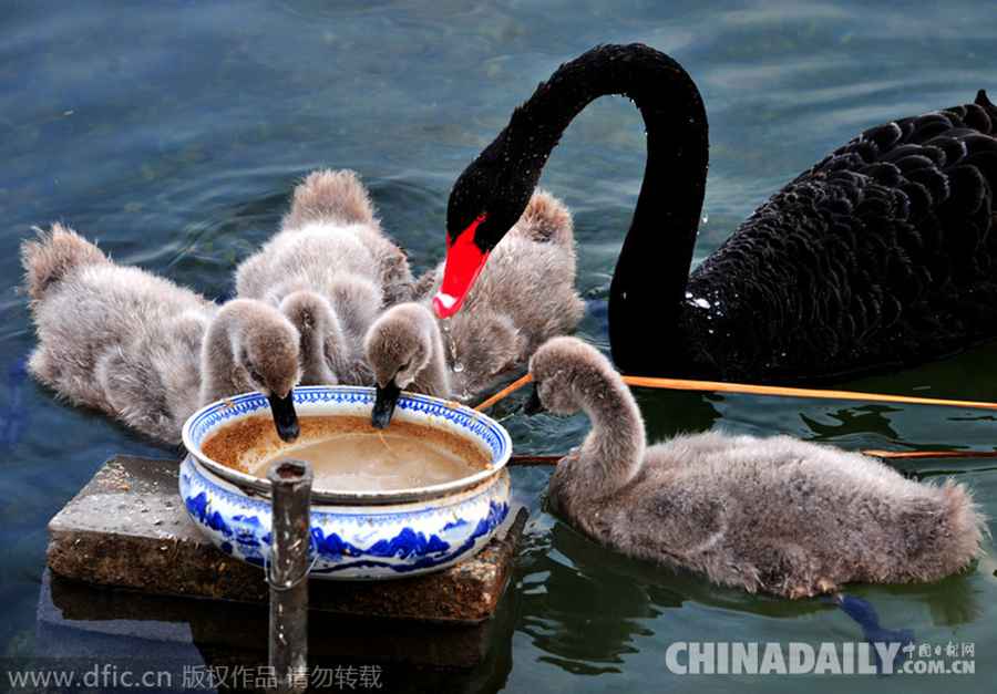 北京圆明园4只小天鹅满月 跟“妈妈”围食乐