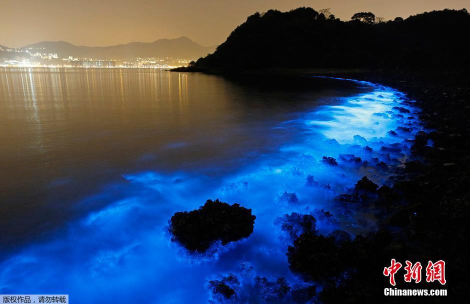 香港海岸现罕见“蓝眼泪”奇观 奇幻绚丽宛如置身梦境