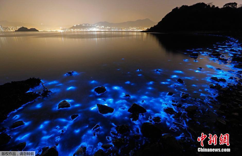 香港海岸现罕见“蓝眼泪”奇观 奇幻绚丽宛如置身梦境