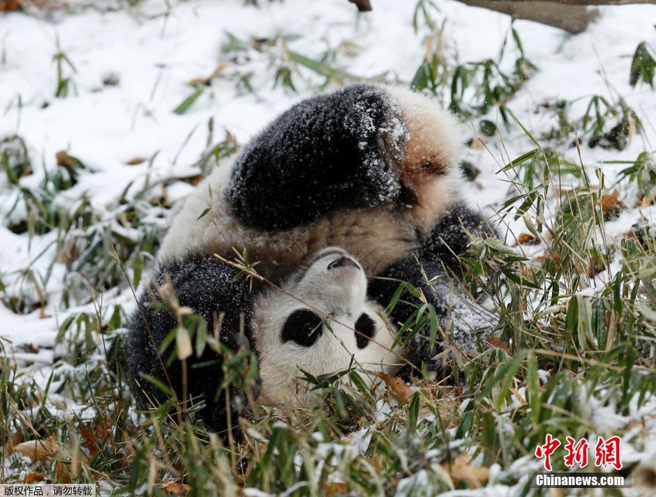 旅美熊猫美香与宝宝“摔跤”御寒