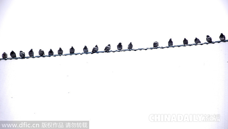 山东枣庄：雪场鸟儿整齐“列队”