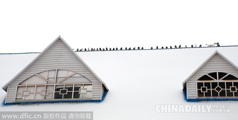 山东枣庄：雪场鸟儿整齐“列队”