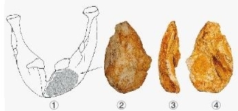 重庆史前历史被改写 214万年前三峡地区现最早人类