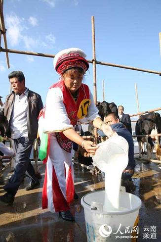 大理地热国奶牛节开幕 挤牛奶喝牛奶比赛妙趣横生(图)