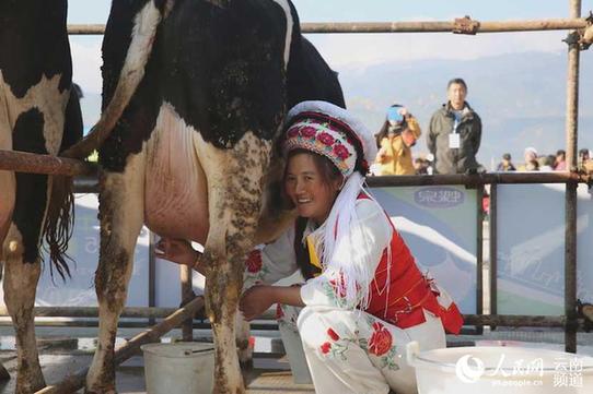 大理地热国奶牛节开幕 挤牛奶喝牛奶比赛妙趣横生(图)