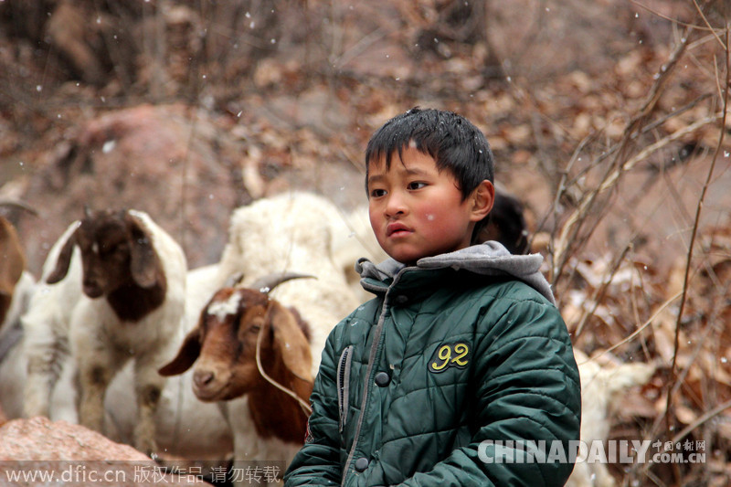 图片故事:8岁羊倌风雪中放羊养家[3]