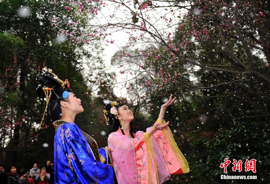 成都杜甫草堂梅花绽放 民众着古装赏梅花