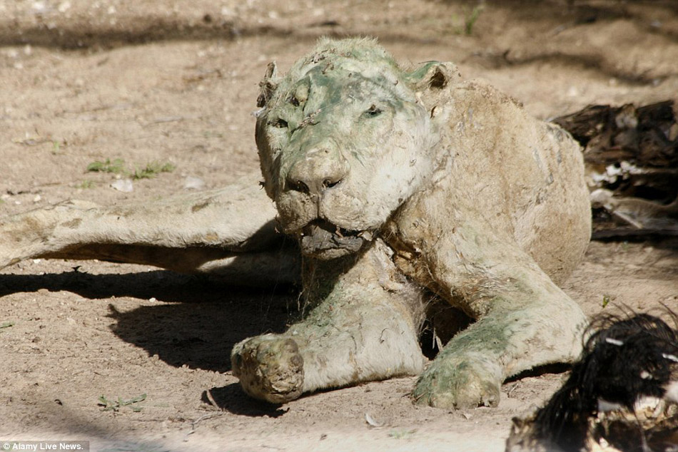 巴以冲突致加沙动物园动物风吹日晒成干尸