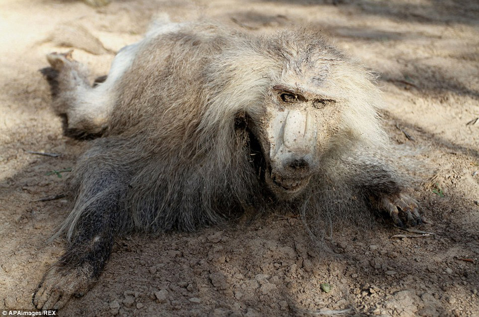 巴以冲突致加沙动物园动物风吹日晒成干尸