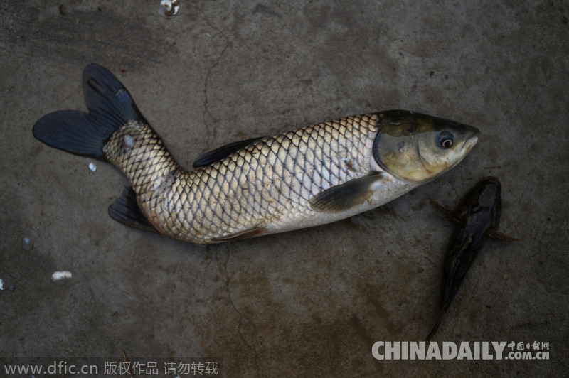 安徽郎溪:一鲤鱼变异尾巴拐弯形似潜水艇[1]