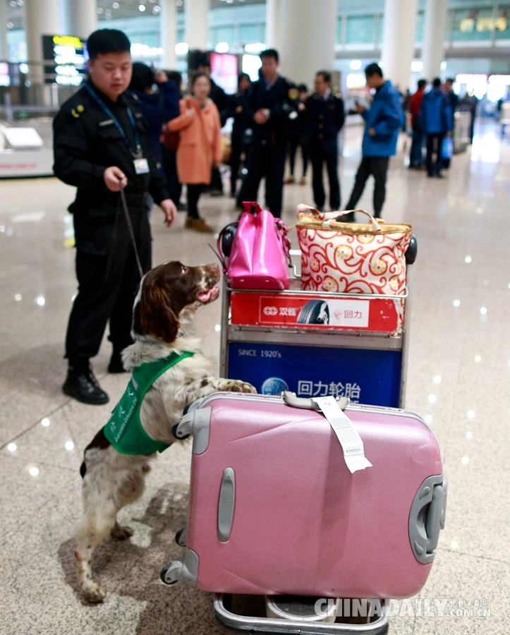 北京国检局发布2015春节假期提示 飞机禁带“多肉植物”入境