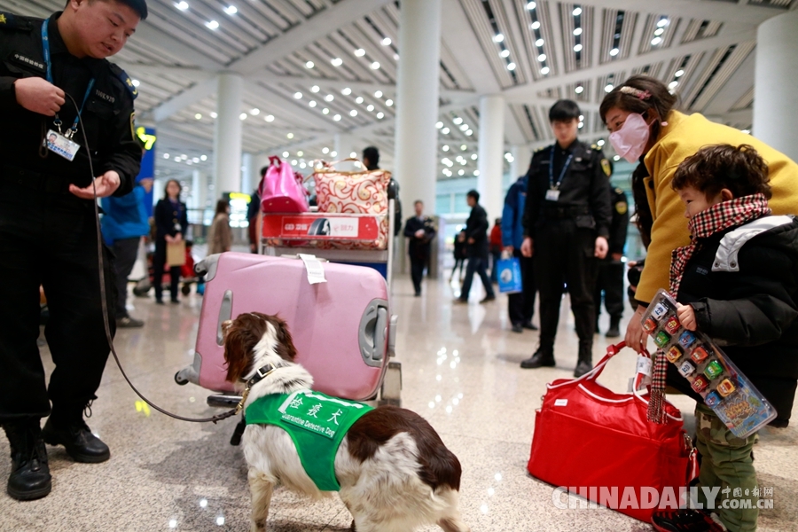 北京国检局发布2015春节假期提示 飞机禁带“多肉植物”入境