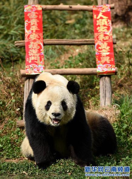 云南野生动物园大熊猫快乐迎春