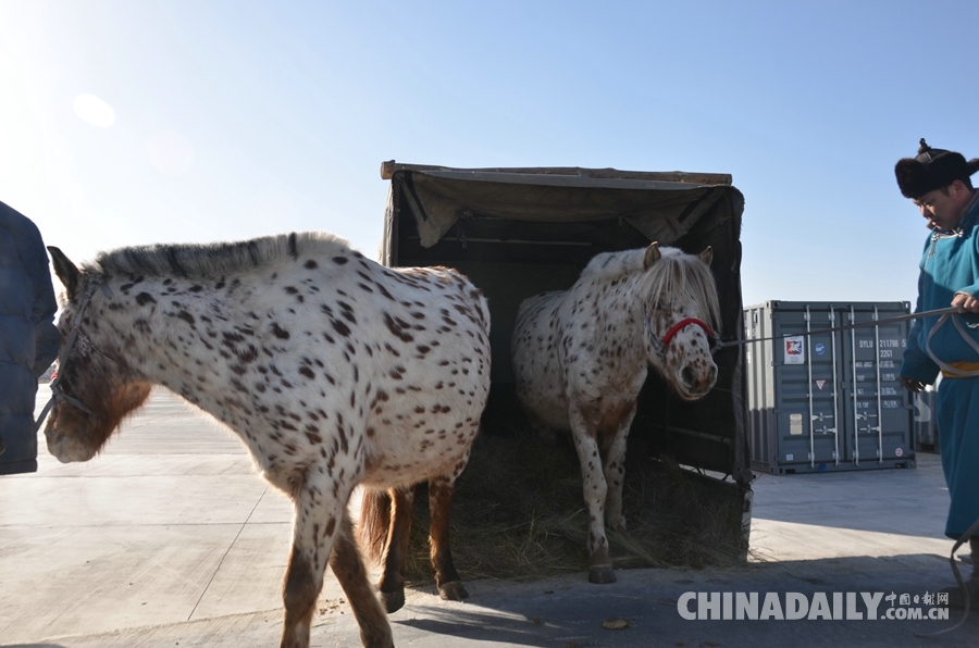 习近平夫妇获赠的两匹蒙古马入境