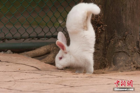 广西残疾小兔倒立行走 市民称其“兔坚强”