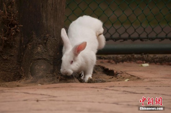 广西残疾小兔倒立行走 市民称其“兔坚强”